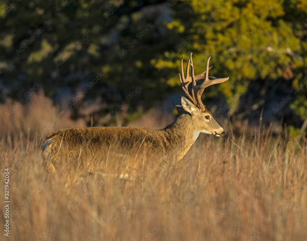 A White-tailed Deer Buck in the Wichita Mountains A White-tailed Deer Buck in the Wichita Mountains
