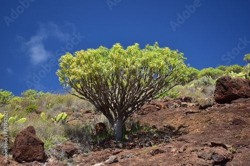 A tree