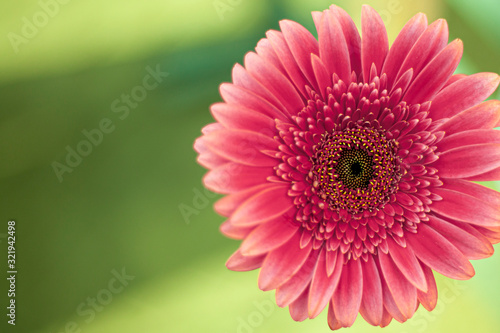 Pink flower on a light green background. Beautiful background of a single flower with symmetric petals. A natural combination of colors in nature. The plants bloomed.