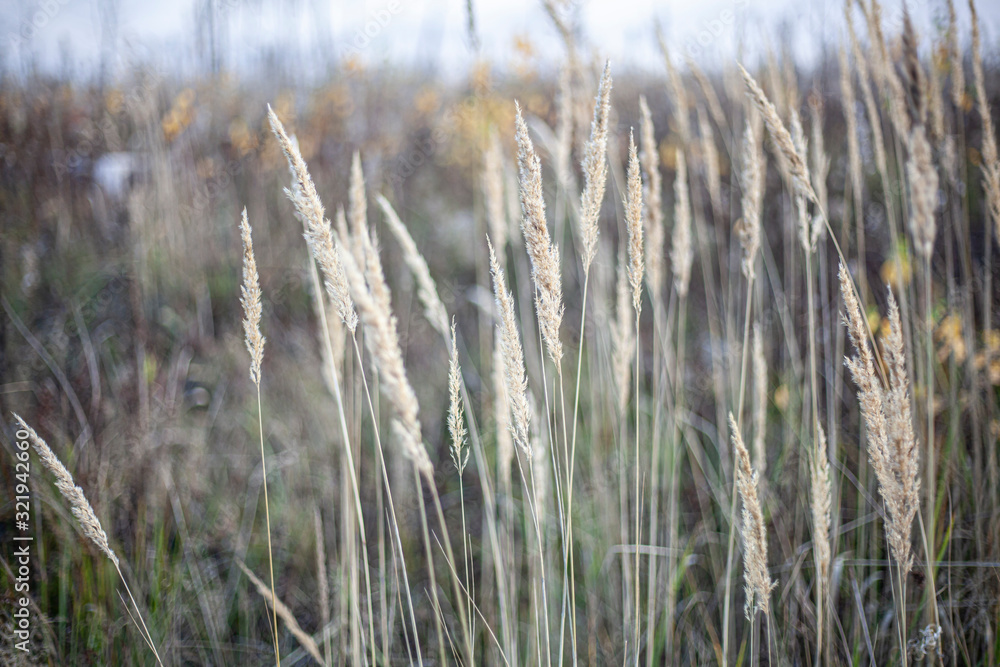 Plants in the field. Autumn landscape. Beauty of nature. Plants in the field. Autumn landscape. Beauty of nature.