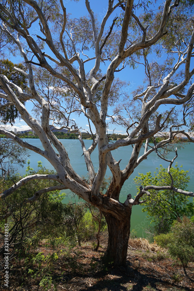 Lake Burley Griffith Gum Tree.