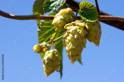 Hops Growing photo