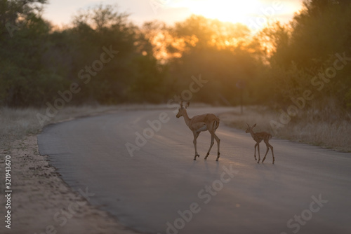 Impala baby, impala calf in the wilderness with impala mom gazelle antelope © Ozkan Ozmen