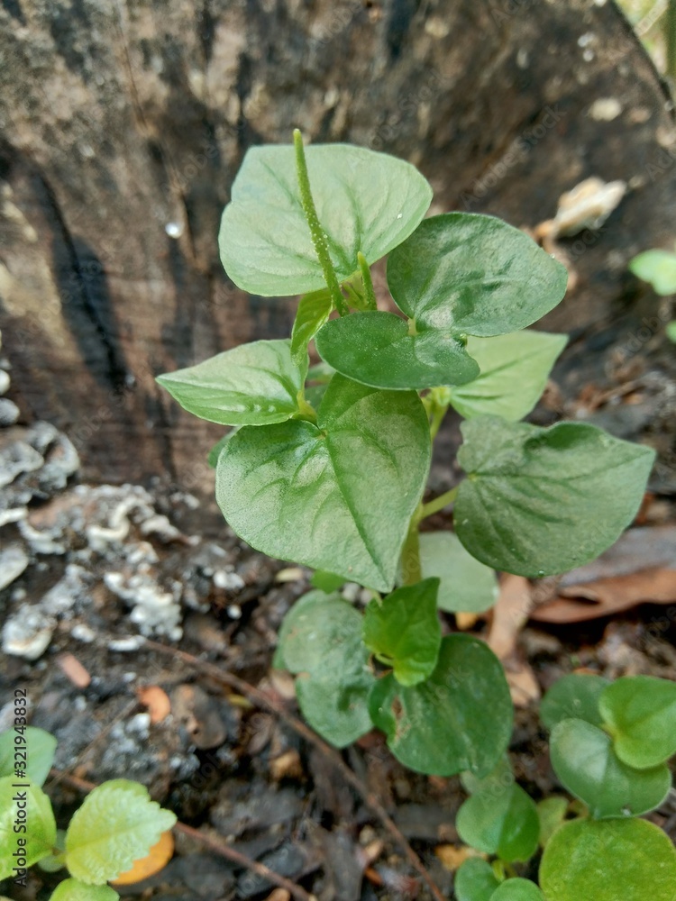 custom made wallpaper toronto digitalFresh green Peperomia Pellucida plant isolated on nature background