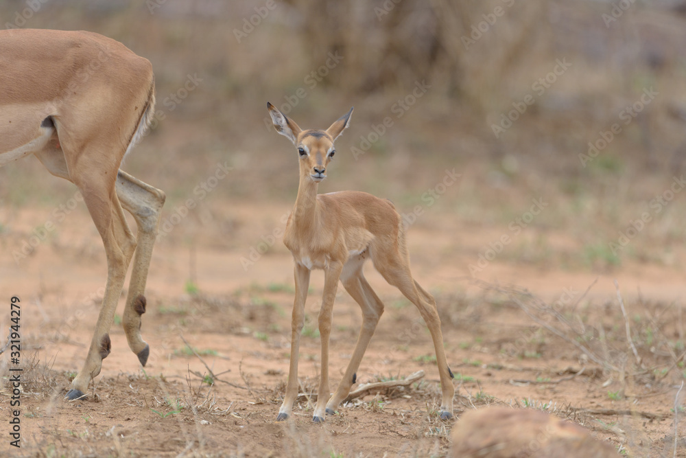 Impala baby, impala calf in the wilderness with impala mom gazelle antelope Impala baby, impala calf in the wilderness with impala mom gazelle antelope