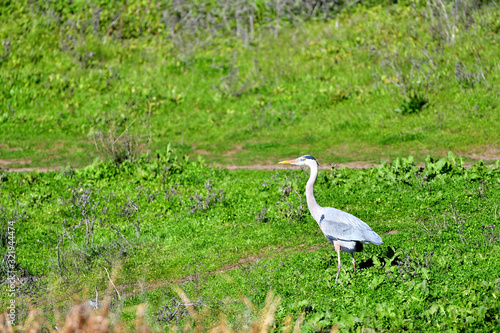 Great Blue Heron