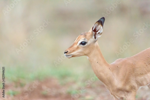 Impala baby, impala calf in the wilderness with impala mom gazelle antelope © Ozkan Ozmen