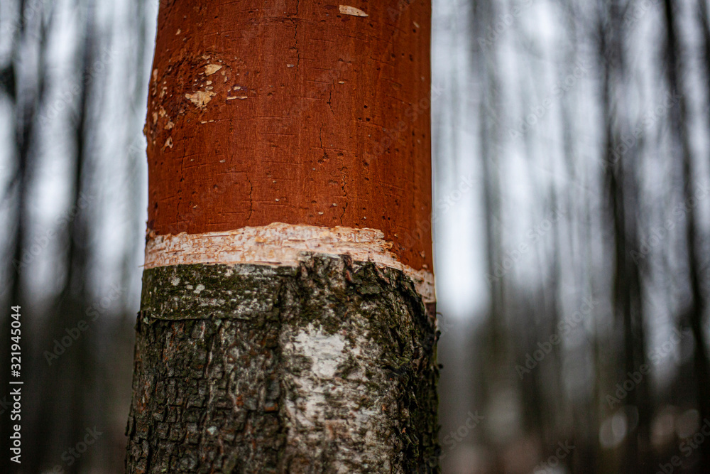 Fototapeta premium The texture of the birch bark. A tree with white bark in the forest. Beautiful natural background. Natural texture to create a new design. The nature of the middle climate zone.