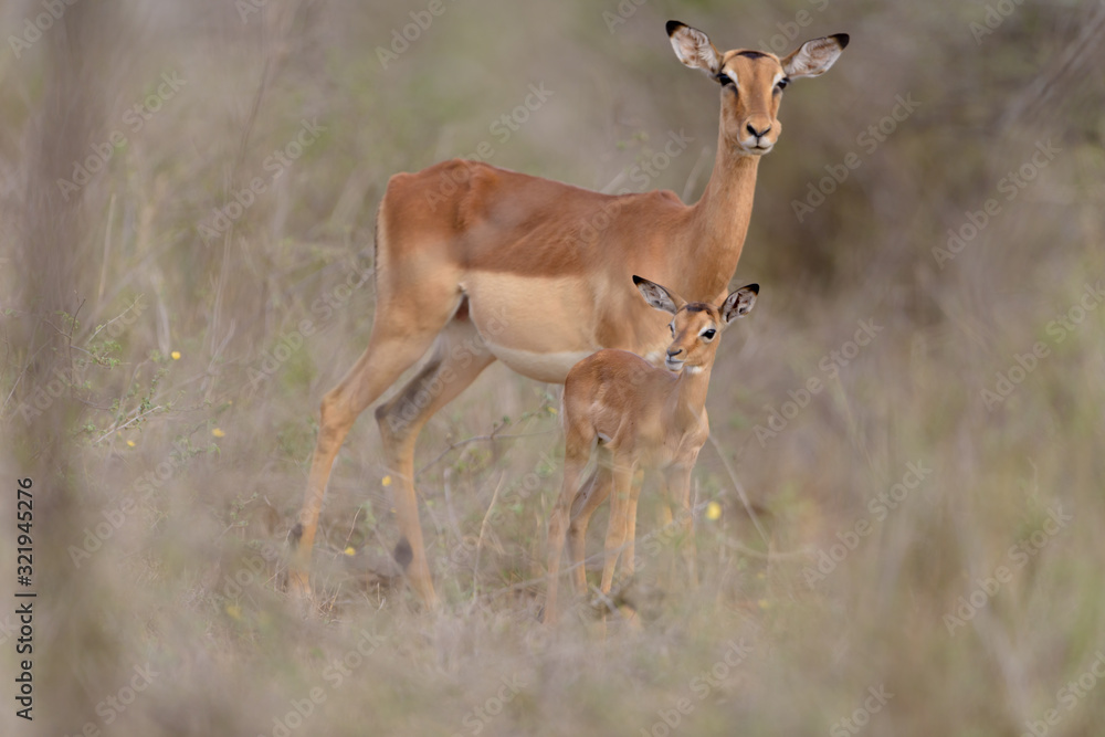 Impala baby, impala calf in the wilderness with impala mom gazelle antelope Impala baby, impala calf in the wilderness with impala mom gazelle antelope