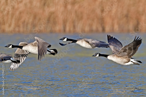 A Skein of Canada Geese