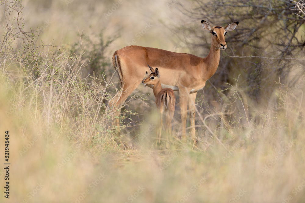 Impala baby, impala calf in the wilderness with impala mom gazelle antelope Impala baby, impala calf in the wilderness with impala mom gazelle antelope