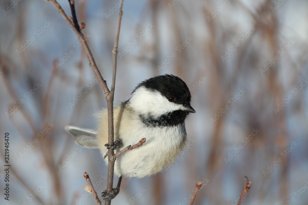Naklejka premium Eyes Of The Chickadee, Whitemud Park, Edmonton, Alberta