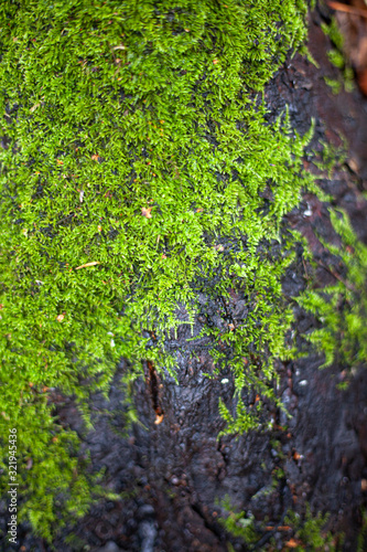 Fototapeta Naklejka Na Ścianę i Meble -  Moss on the tree. Texture of moss on a tree bark in a forest. Natural green background. Macro shot of a plant surface. Beauty of nature.