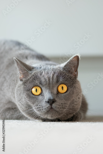 British shorthair cat lying on the beige floor and looking into your eyes, banner copy-space