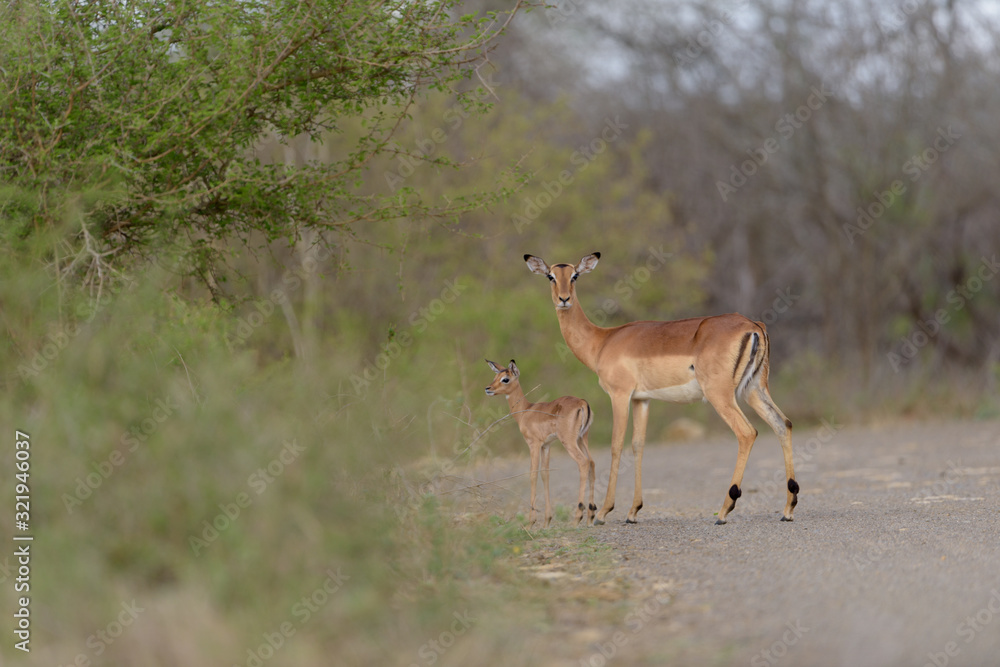 Impala baby, impala calf in the wilderness with impala mom gazelle antelope Impala baby, impala calf in the wilderness with impala mom gazelle antelope