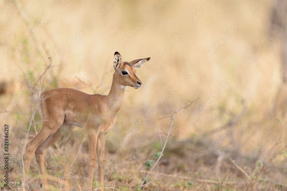 Impala baby, impala calf in the wilderness with impala mom gazelle antelope Impala baby, impala calf in the wilderness with impala mom gazelle antelope