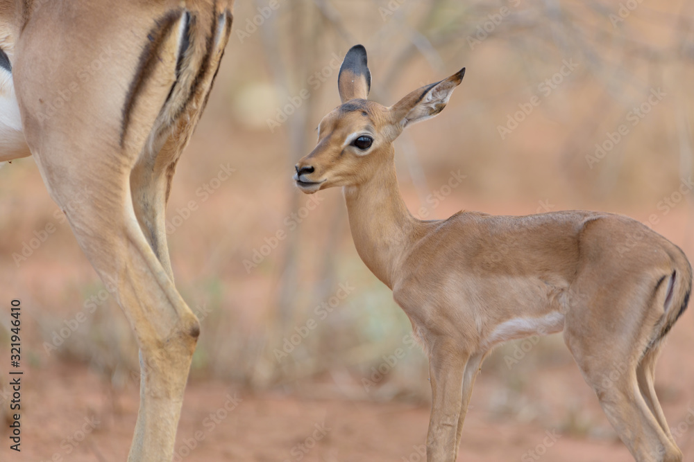 Impala baby, impala calf in the wilderness with impala mom gazelle antelope