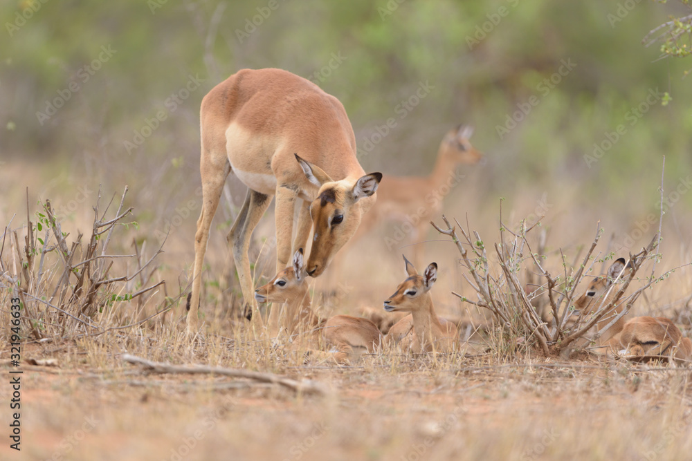 Impala baby, impala calf in the wilderness with impala mom gazelle antelope Impala baby, impala calf in the wilderness with impala mom gazelle antelope