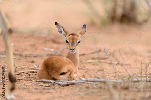 Impala baby  impala calf in the wilderness with impala mom gazelle antelope