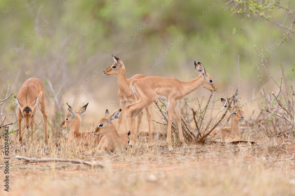 Impala baby, impala calf in the wilderness with impala mom gazelle antelope Impala baby, impala calf in the wilderness with impala mom gazelle antelope