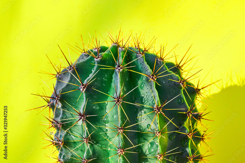 Obraz Green cactus Summer style. Artistic Design. Yellow background