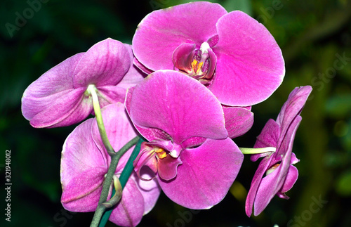 Orchids with fuchsia color on dark green background