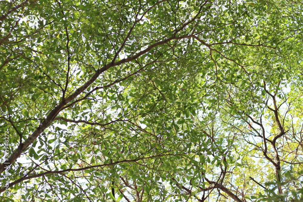 Bottom view to the tree top in jungle forest. Bottom view to the tree top in jungle forest.