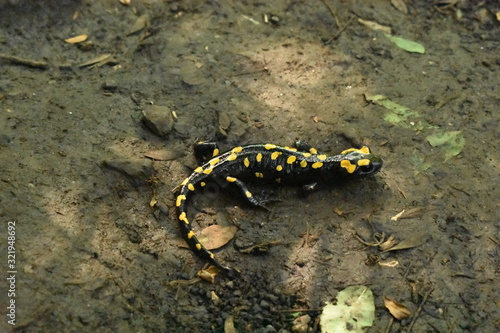 Endangered salamander in a National park in northern Israel photo