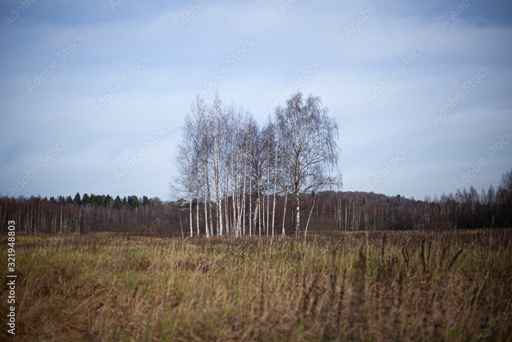 Birch grove in the field. Beautiful landscape of the forest. Thickets of plants in open space. Birch grove in the field. Beautiful landscape of the forest. Thickets of plants in open space.