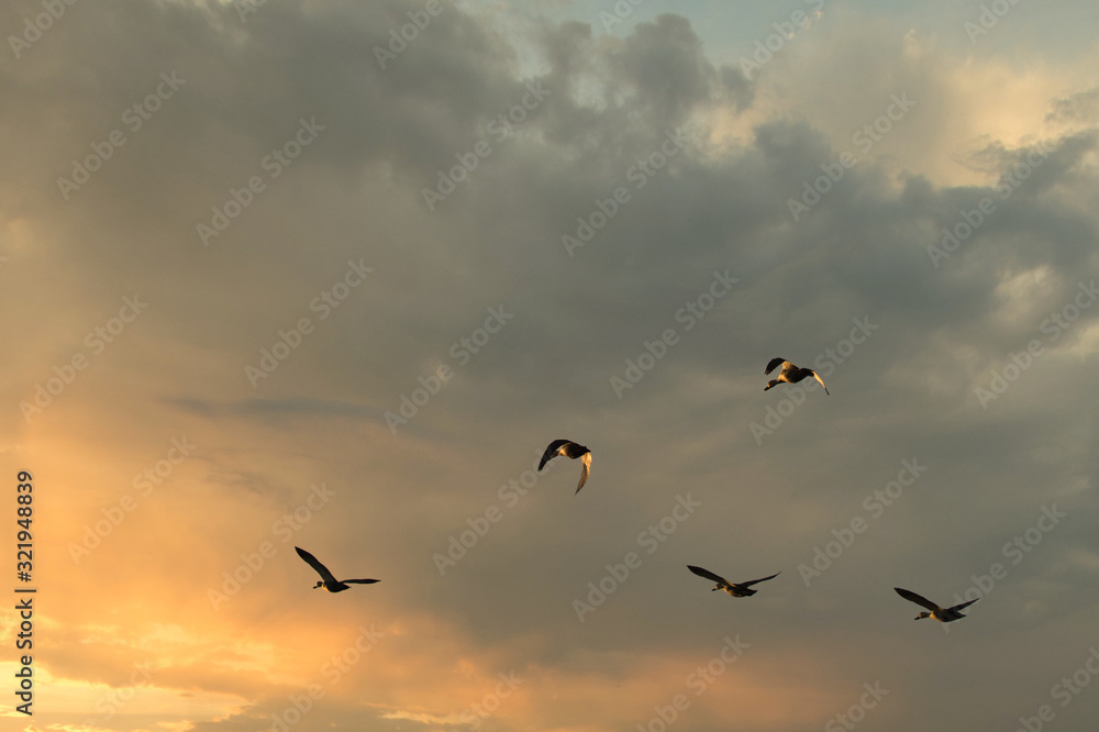 夕日に向かう鳥達