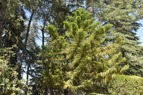 PIne tree landscape in a forest in Israel