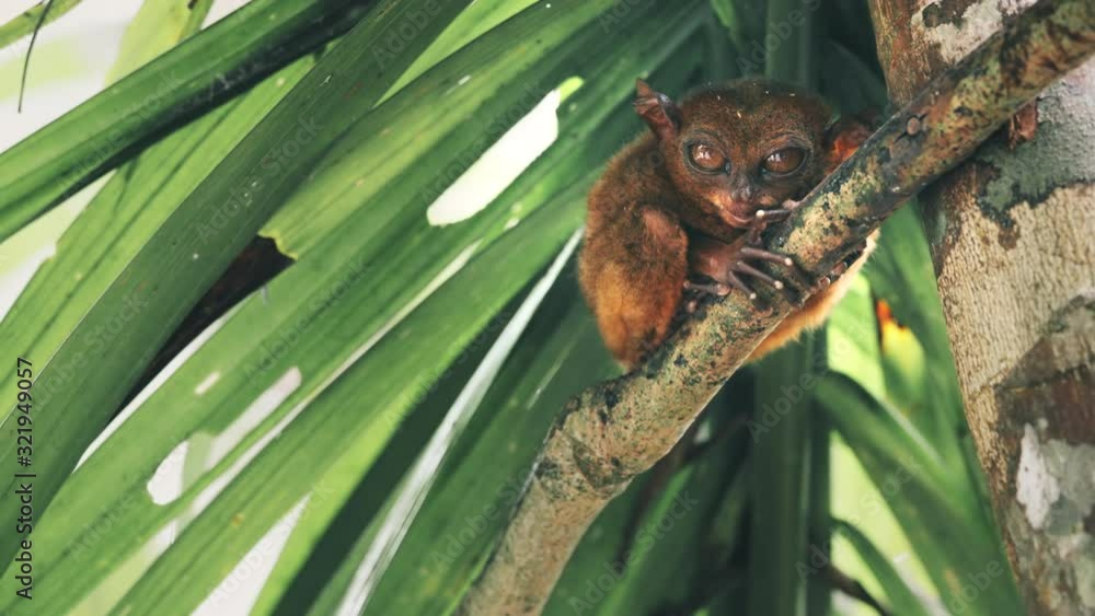 Small Cute Predator Sits, Clutching Tree with Paws, Carefully Watches Victim. Philippine Tarsier from Island of Bohol, Southeast Asia, Close Up, Slow Motion, Footage Shot in 4K (UHD) Small Cute Predator Sits, Clutching Tree with Paws, Carefully Watches Victim. Philippine Tarsier from Island of Bohol, Southeast Asia, Close Up, Slow Motion, Footage Shot in 4K (UHD)