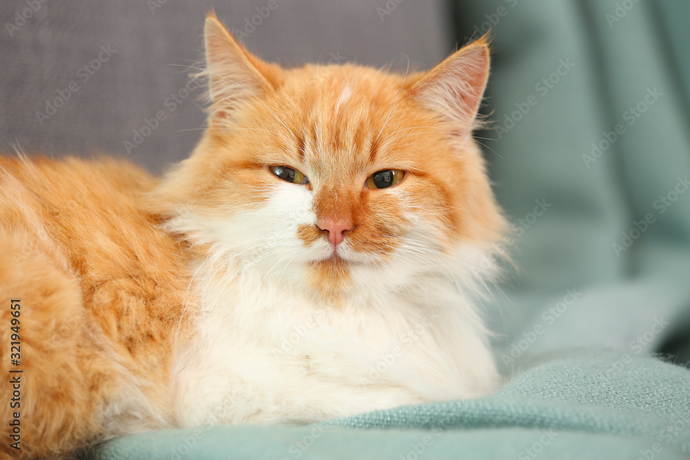 Cute fluffy cat lying on sofa at home Cute fluffy cat lying on sofa at home