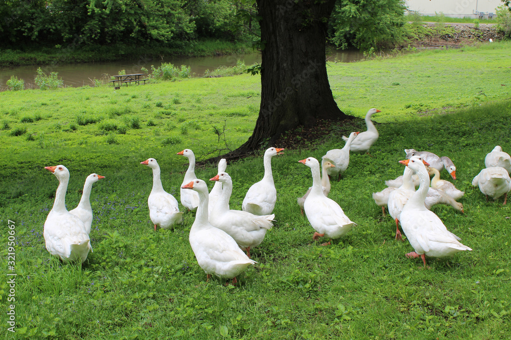 Flock of white domestic geese at South Island Park in Wilmington, Illinois at the Kankakee River Millrace Flock of white domestic geese at South Island Park in Wilmington, Illinois at the Kankakee River Millrace