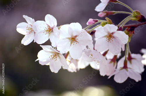 日本の春の花、桜の花のクローズアップ