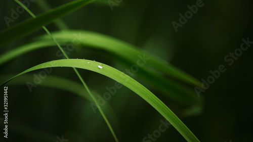 Water drops on a green plant leaf background