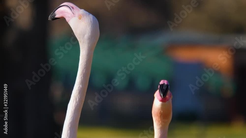 Close up of flamingos turning their heads