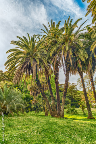 Scenic palm trees inside a public garden in Rome  Italy