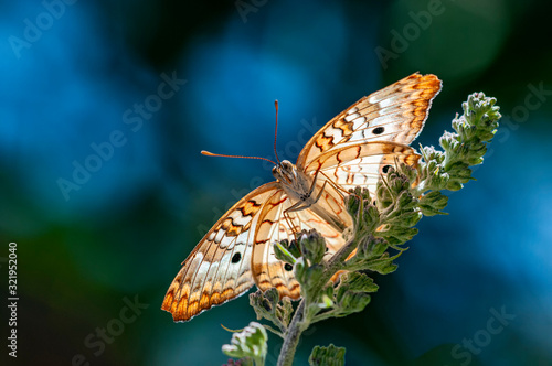 Painted Lady Butterfly Vanessa cardui from Below