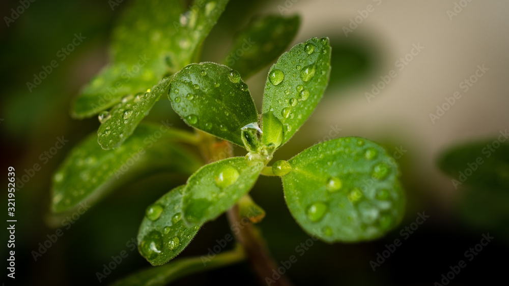 water drops on green leaf