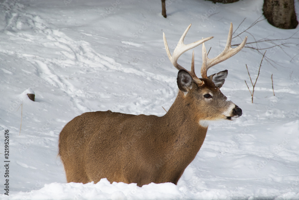 A deer in the woods A deer in the woods