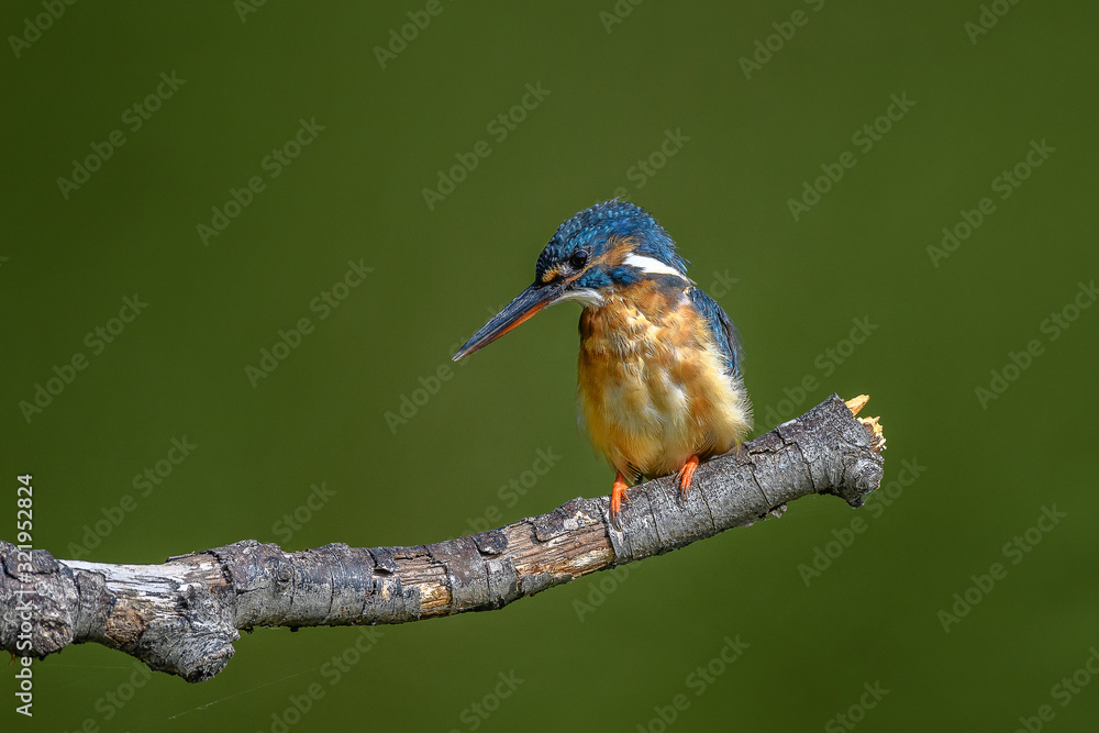 Obraz premium Kingfisher on a branch close up portrait