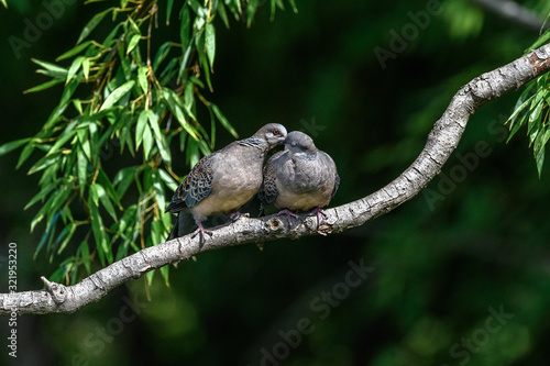 Oriental turtle dove couple lover cuddling and mating