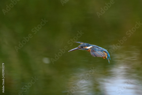 Flying kingfisher