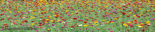 multi color summer flower field