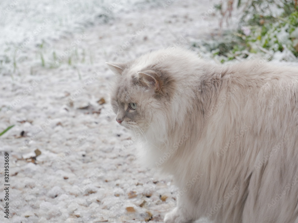Pet cat exploring in the snow