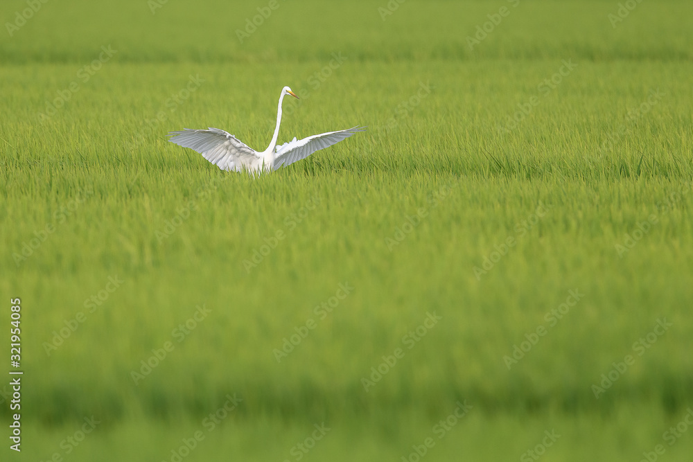 Fototapeta premium White egret flying over a green rice field