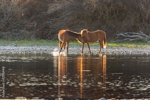 Wild Horses © Billy Bateman