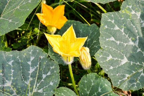 High angle shot of a yellow flower in cucurbit plants