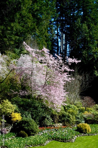 cherry blossoms in a sunken garden